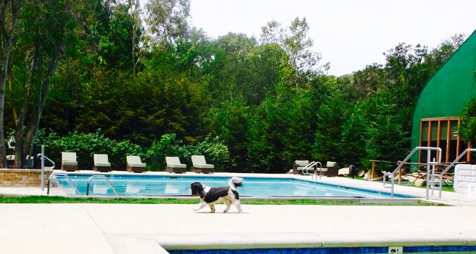 pool-with-dog